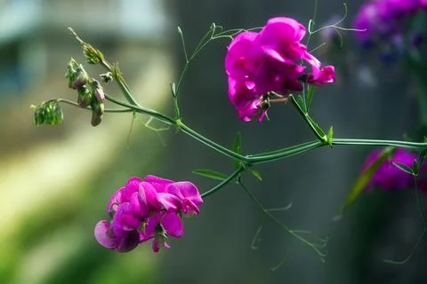 Vibrant array of purple sweet pea (Lathyrus odoratus) flowers sprouting from a l Stock Photos