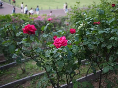 Vibrant array of red roses growing in the foreground of a black steel fence Stock Photos