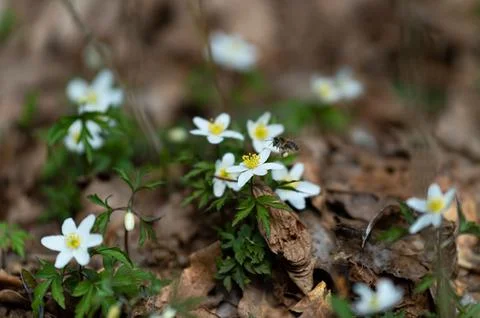 Vibrant array of small and delicate Wood anemones flowers blooming in a lush gar Foto stock
