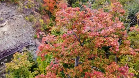 Vibrant Array of Trees: Colorful Leaves Dancing in the Wind Stock Footage 246060414