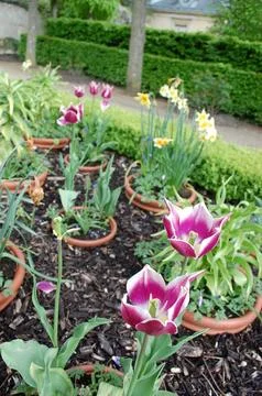 Vibrant array of Tulip pointed flowers in a lush, green garden Stock Photos