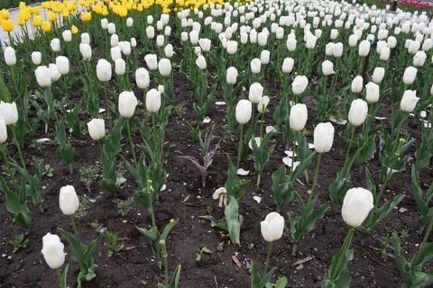 Vibrant array of tulips in full bloom line a pathway in a tranquil park setting Fotos de archivo
