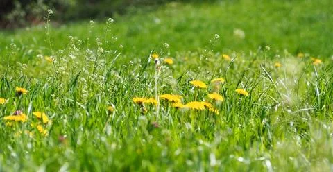 Vibrant array of yellow dandelions are growing amongst lush green grass and weed Foto stock