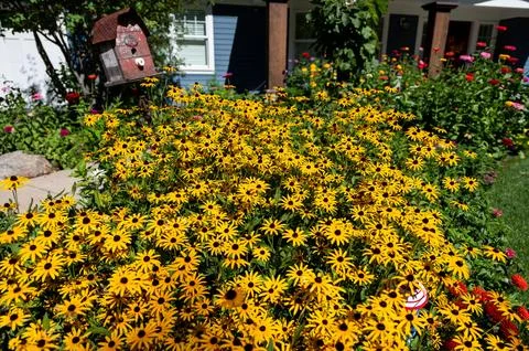 Vibrant array of yellow rudbeckia growing in the garden Foto stock