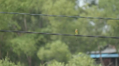 Vibrant Asian Green Bee-eater Perched on Electric Cable Vídeos de archivo 274018441