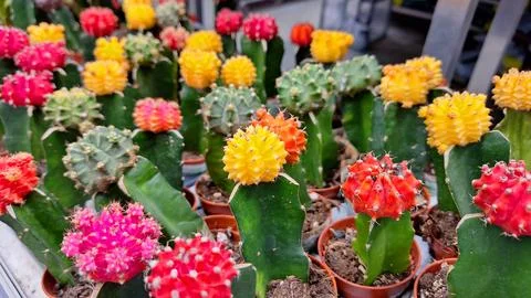 Vibrant assorted cactus display at a garden center Stock Photos