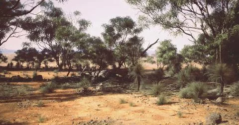 Vibrant Australian landscape showcasing eucalyptus trees and dry terrain Stock Illustration