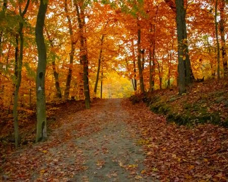 Vibrant autumn colors Stock Photos