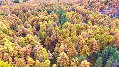 Vibrant Autumn Foliage Forest Pattern Aerial 4K Stock Footage 329054285
