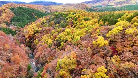 Vibrant Autumn Foliage Forest Pattern Aerial 4K Stock Footage 329054329