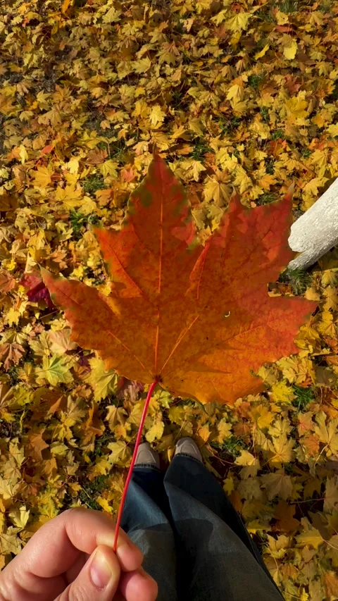 Vibrant Autumn Foliage on Maple Tree Stock Footage 319287341