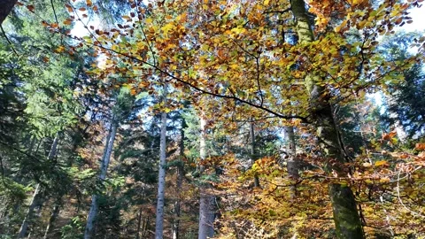 Vibrant Autumn Forest Foliage Stock Footage 289011998