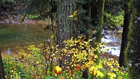 Vibrant Autumn Forest Scene with River in Mount Rainier National Park Stock Footage 332143136