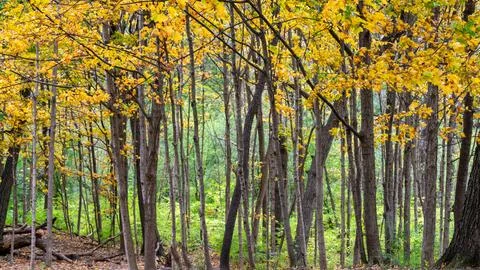 Vibrant Autumn Forest Scene with Yellow, Orange Trees and Lush Green Forest.. Stock Photos