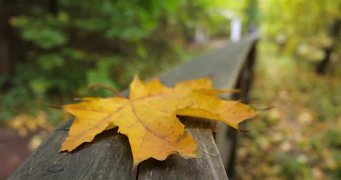 Vibrant autumn leaf on rustic wooden handrail pathway Stock Footage 288116748