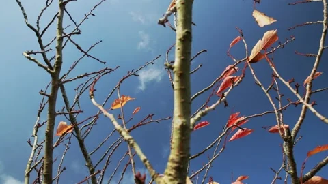 Vibrant autumn leaves blowing in the wind Stock-Footage 142271663