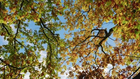 Vibrant autumn leaves captured from below, camera pans upward through branches Stock Footage 320100103