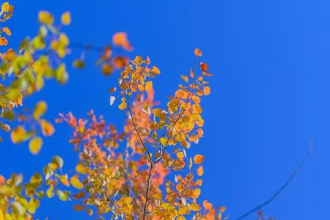 Vibrant Autumn Leaves Displaying an Array of Colors Against a Clear Blue Sky Abo 写真素材