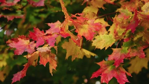 Vibrant autumn leaves in motion, camera pans through colorful foliage Video stock 320099882