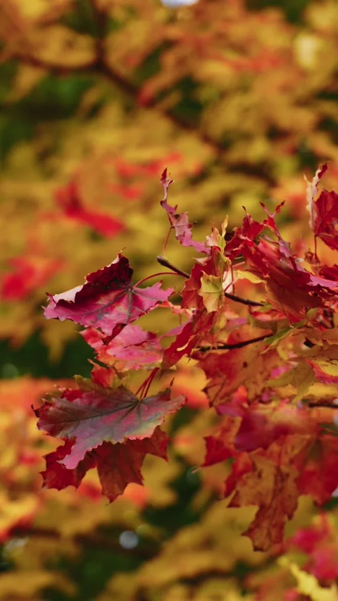 Vibrant autumn leaves in motion, camera zooms in on colorful foliage Video stock 320099993
