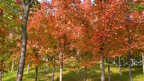 Vibrant Autumn Maple Forest With Falling Leaves During Golden Hour Sunset Video stock 342323099