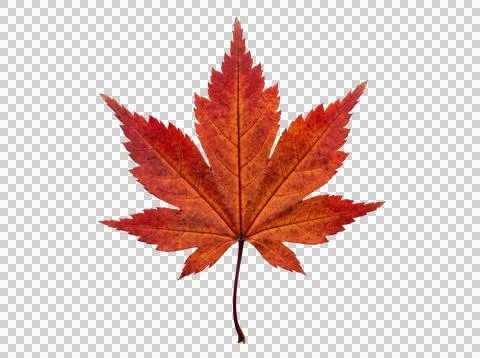 Vibrant autumn maple leaf with red orange hues for fall season and nature d.. Stock Photos