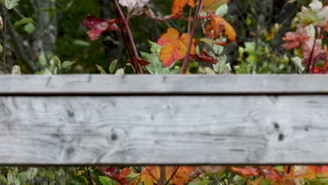 Vibrant Autumn Maple Leaves Behind Wooden Railing Stock Footage 329441378