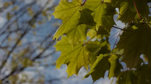 Vibrant Autumn Maple leaves Stock Footage 22956833