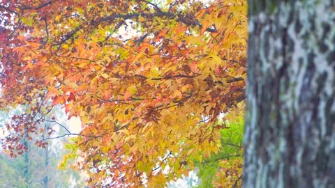 Vibrant Autumn Maple Leaves Gently Swaying in a Peaceful Forest Setting Stock Footage 342008967