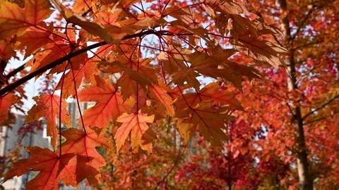 Vibrant Autumn Maple Leaves Gently Swaying in Warm Golden Sunlight Stock Footage 342322907
