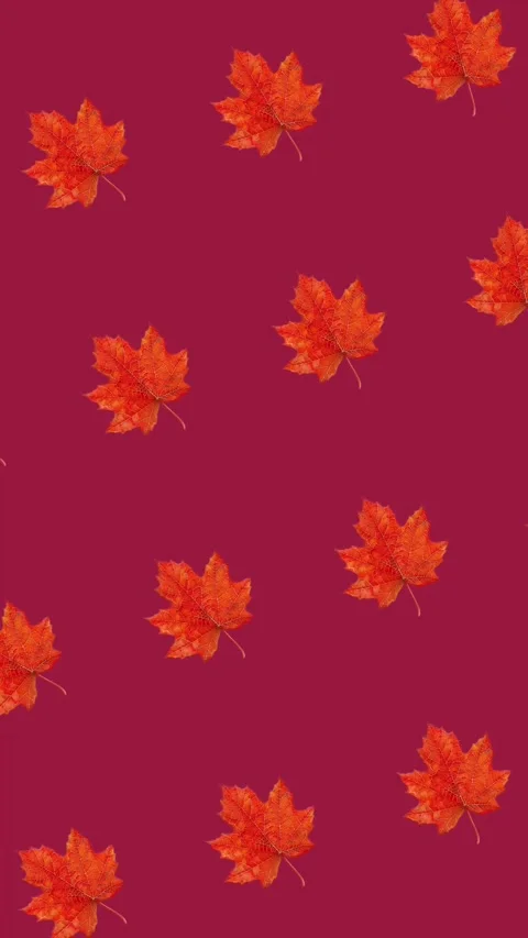 Vibrant Autumn Maple Leaves Pattern Background Stock Footage 278385740
