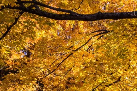 Vibrant Autumn Maple Tree Background Stock Photos