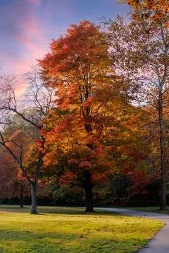 Vibrant Autumn Maple Tree at Sunset Stock Photos