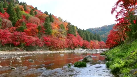 Vibrant Autumn River Flowing Through Red Forest Valley Stock Footage 346196176