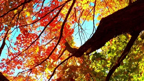 Vibrant Autumn Tree Canopy Low Angle – Sunlit Red &amp; Gold Leaves Swaying 4K Stock Footage 330363399