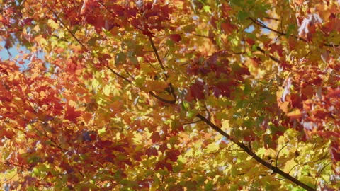 Vibrant autumn trees with foliage Stock Footage 239456510