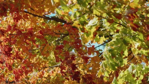 Vibrant autumn trees with foliage Stock Footage 239456682
