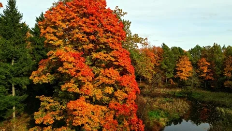 Vibrant autumn trees by river 스톡 동영상 331025705