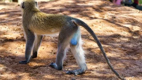 A Vibrant Baboon Showcasing Its Unique and Colorful Features While Surrounded by Stock Photos