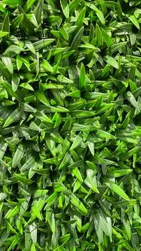 Vibrant background of dense artificial green grass foliage with realistic d.. Foto stock