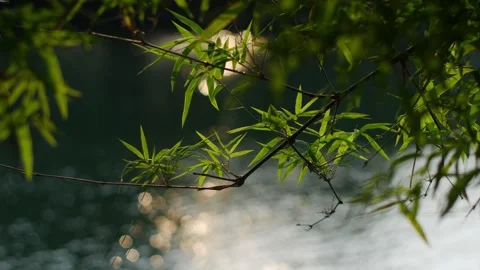Vibrant bamboo leaves backlit by warm golden afternoon sunlight Stock Footage 332293464