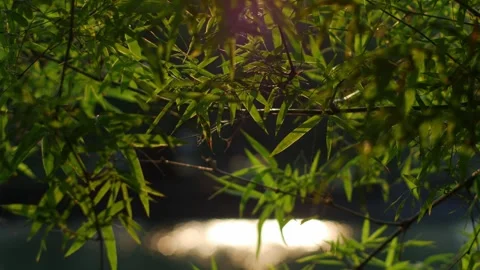 Vibrant bamboo leaves backlit by warm golden afternoon sunlight Stock Footage 332293498