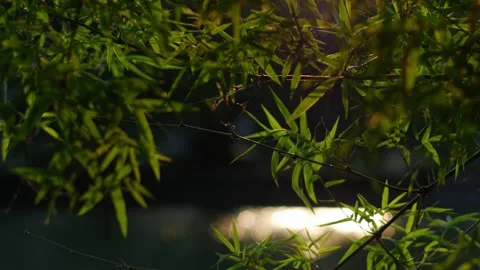 Vibrant bamboo leaves backlit by warm golden afternoon sunlight 動画素材 333834149