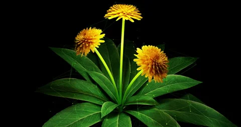 Vibrant Beautiful Flowers Displayed with Interconnected Digital Lines. Stock Footage 310664539