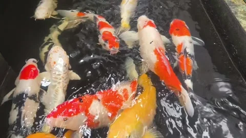 Vibrant beautiful koi fish Stock Footage 336675514