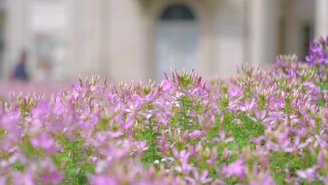 A vibrant bed of pink flowers in focus with a blurred cityscape background,.. Stock Footage 284530661