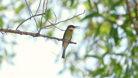 Vibrant bee-eater bird perched on branch against soft-focus green Stock Footage 271474801