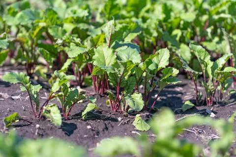 Vibrant beet seedlings push through rich, dark soil in garden rows, thrivin.. Stock Photos