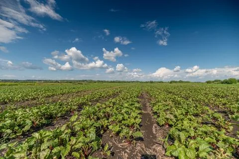 Vibrant beetroot field stretches under a bright blue sky filled with fluffy.. Stock Photos