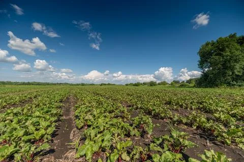 Vibrant beetroot field under expansive blue skies in rural landscape Stock Photos